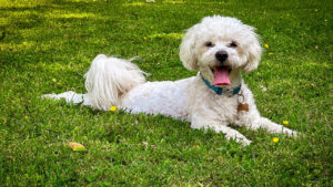 ららぽーとわんわんぱーく