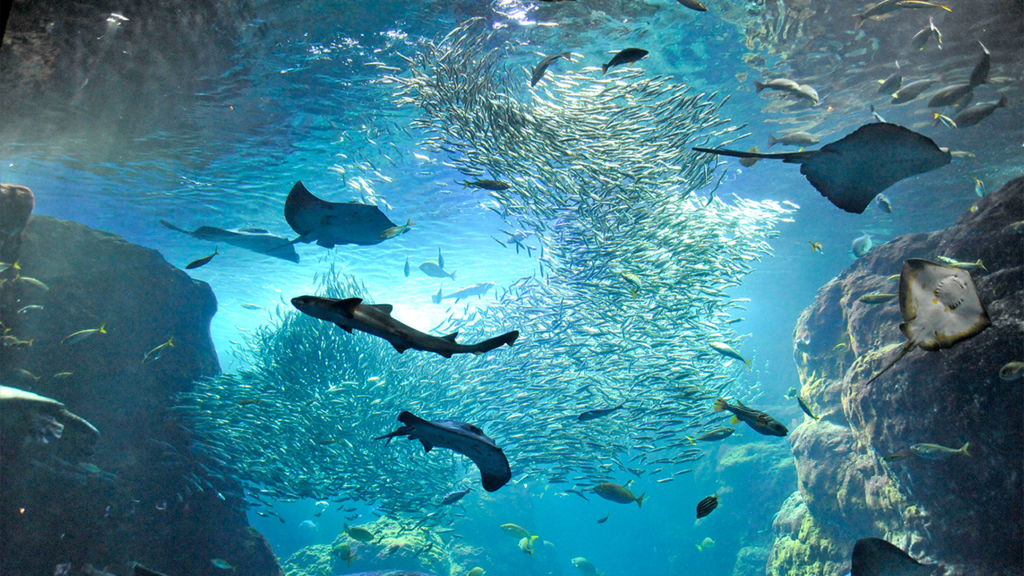 新江ノ島水族館_相模湾大水槽