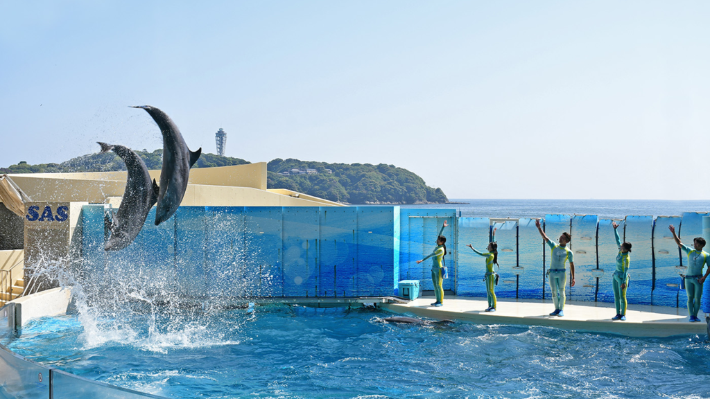 新江ノ島水族館_えのすいイルカショー