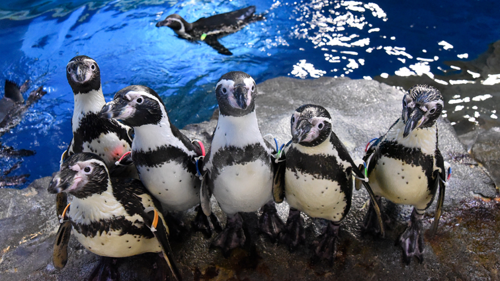 新江ノ島水族館_ペンギン