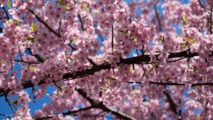 湘南ニュース_7_湘南江の島春まつり_1280×720