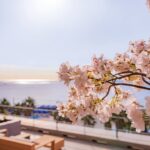 湘南ニュース_9_OISO-桜咲く季-2026_1280×720