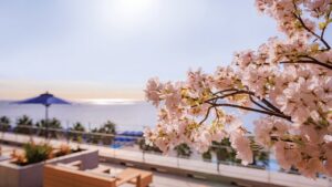 湘南ニュース_9_OISO-桜咲く季-2026_1280×720