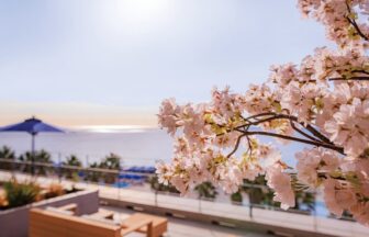 湘南ニュース_9_OISO-桜咲く季-2026_1280×720