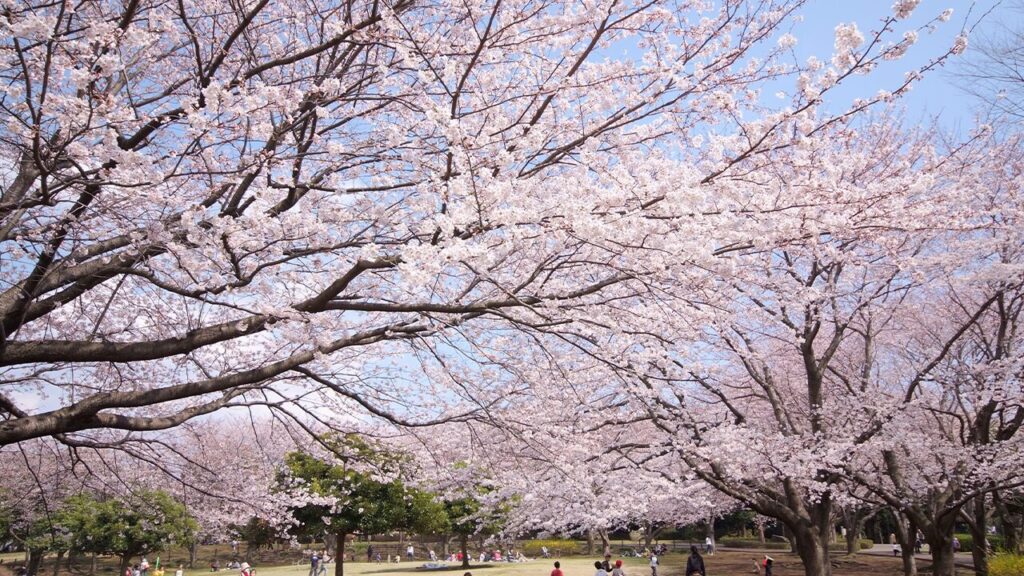 大庭城址公園|藤沢市