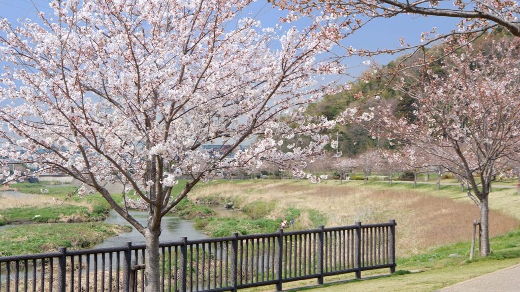 湘南お花見スポット_6_1280×720