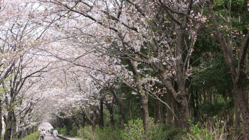 茅ヶ崎中央公園