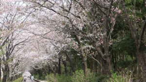 茅ヶ崎中央公園