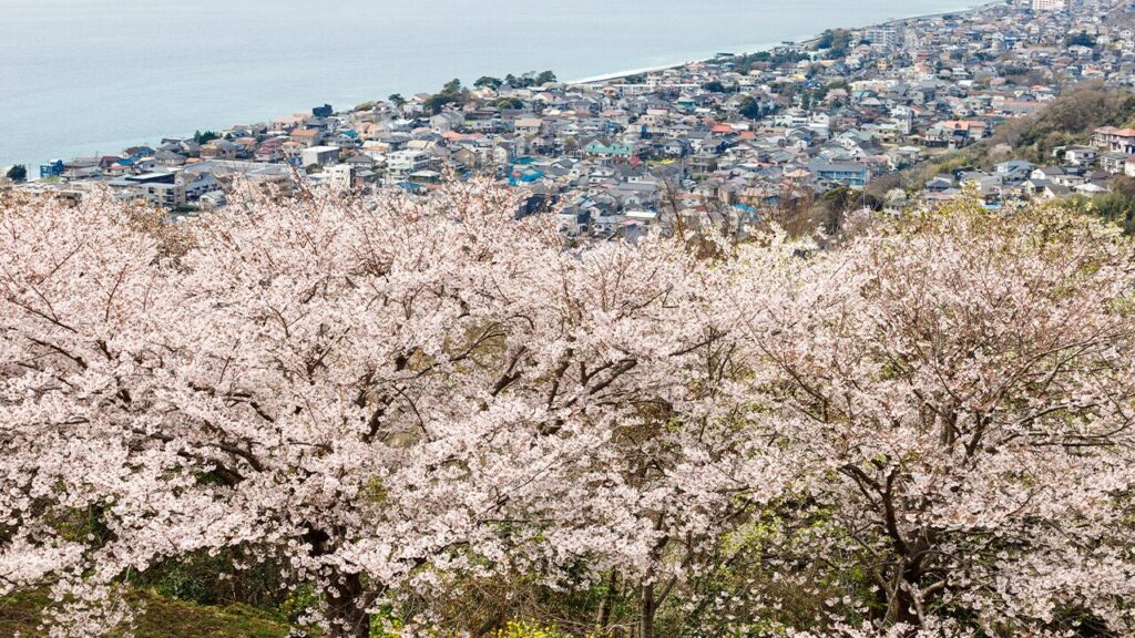 吾妻山公園|大磯エリア