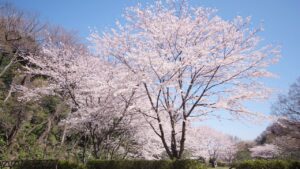 新林公園｜藤沢市
