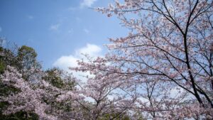 源氏山公園｜鎌倉市