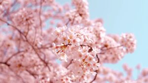 湘南お花見スポット_まとめ