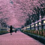 段葛（鶴岡八幡宮参道）｜鎌倉市