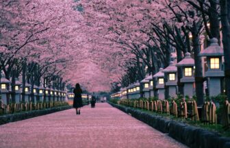 段葛（鶴岡八幡宮参道）｜鎌倉市
