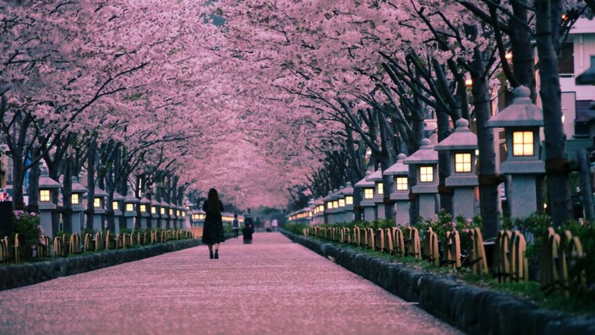 段葛（鶴岡八幡宮参道）｜鎌倉市