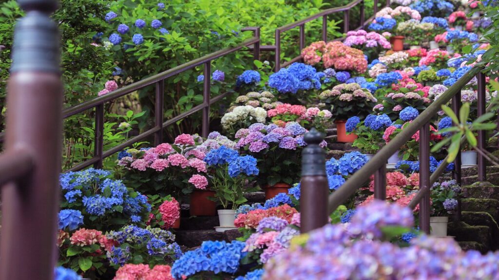 湘南ニュース_4_長谷寺_1280×720
