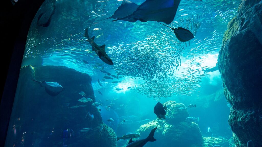 湘南ニュース_2_新江ノ島水族館