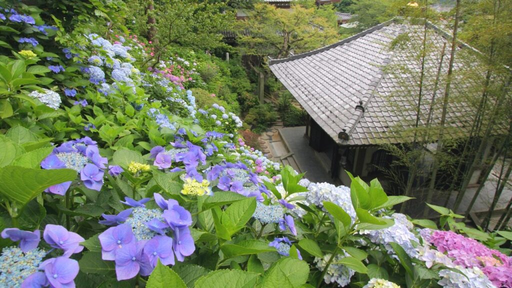 湘南ニュース_1_長谷寺_1280×720