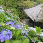 湘南ニュース_1_長谷寺_1280×720