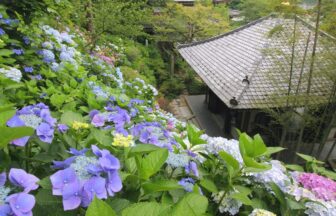 湘南ニュース_1_長谷寺_1280×720