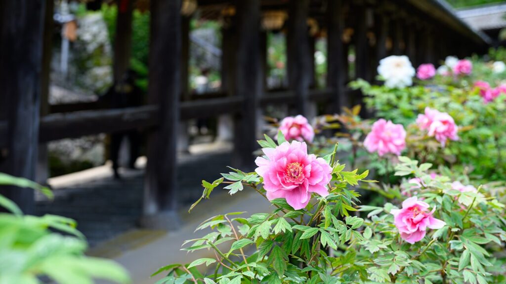 湘南ニュース_3_長谷寺_1280×720